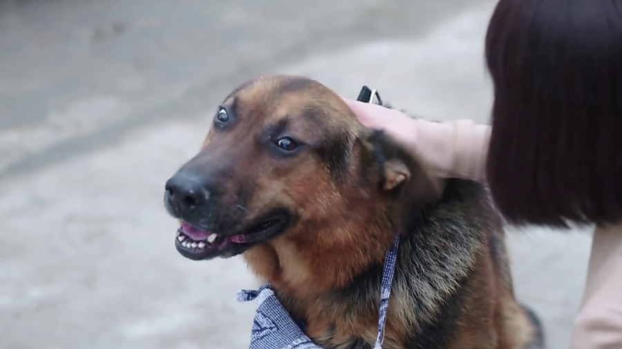 警花与警犬剧照