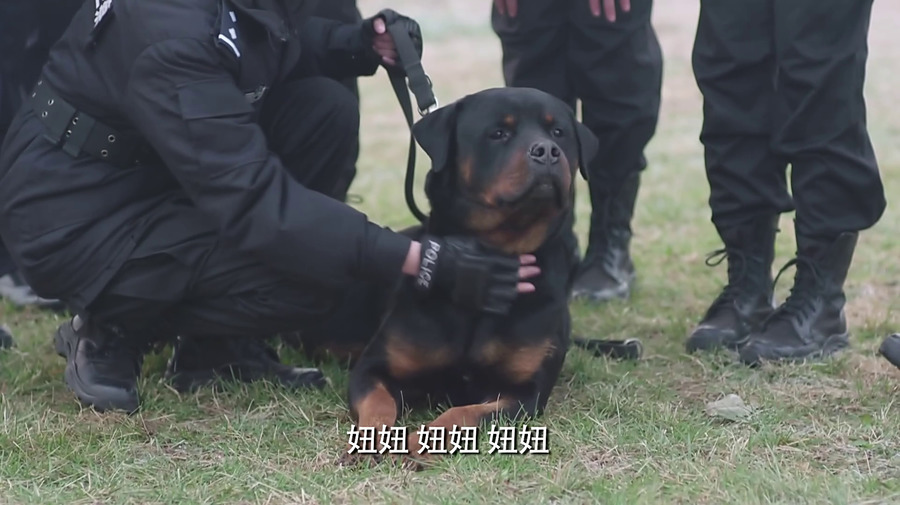 警花与警犬剧照