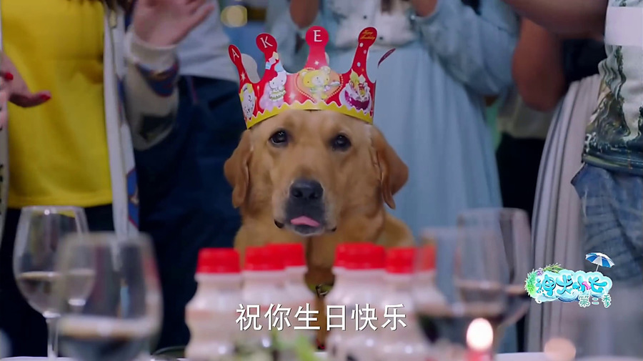 神犬小七2-神犬小七剧照