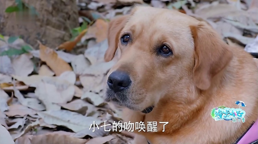 神犬小七2-神犬小七剧照